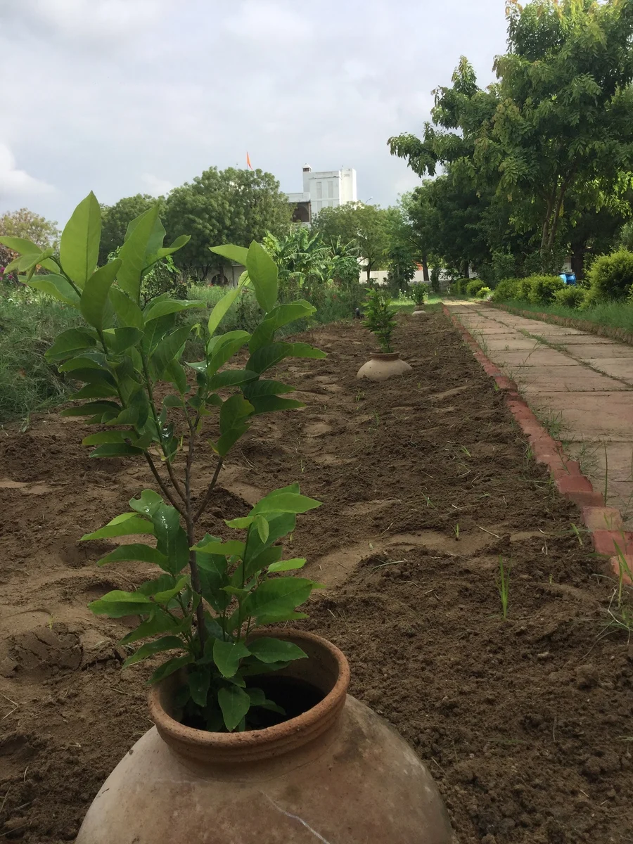 sitaphal saplings coming into their 3rd year